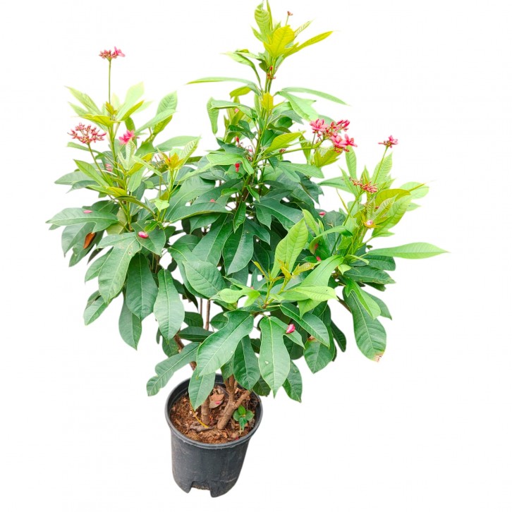 Jatropha integerrima