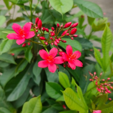 Jatropha integerrima