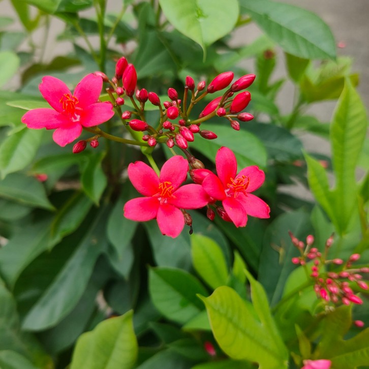 Jatropha integerrima