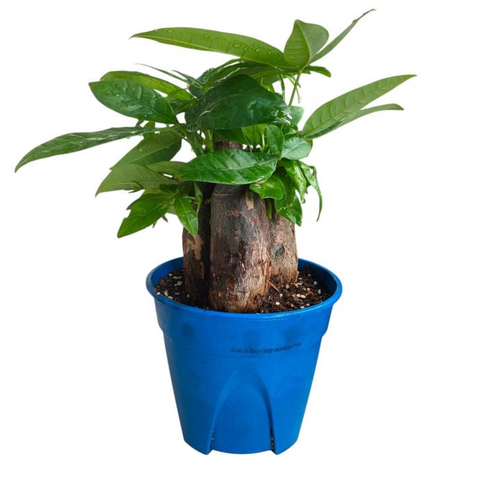 Money Tree (Pachira Aquatica)