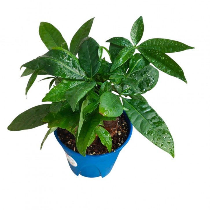 Money Tree (Pachira Aquatica)