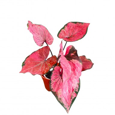 Caladium Thai Dynasty
