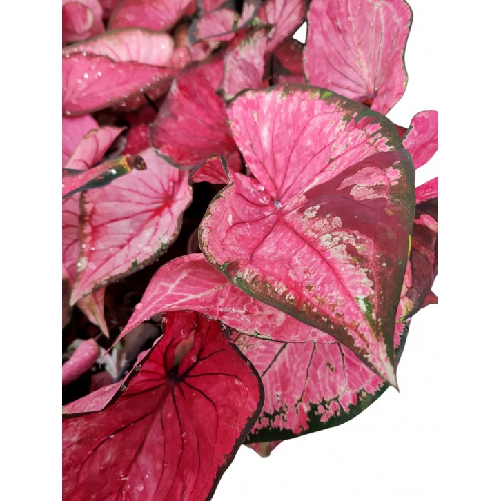 Caladium Thai Dynasty
