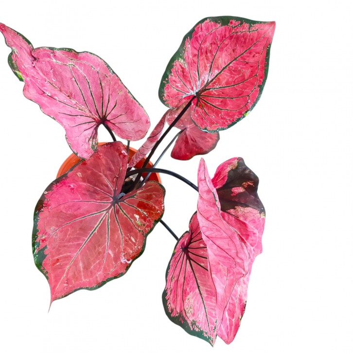 Caladium Thai Dynasty