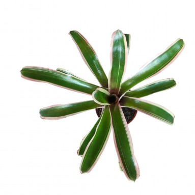 Neoregelia