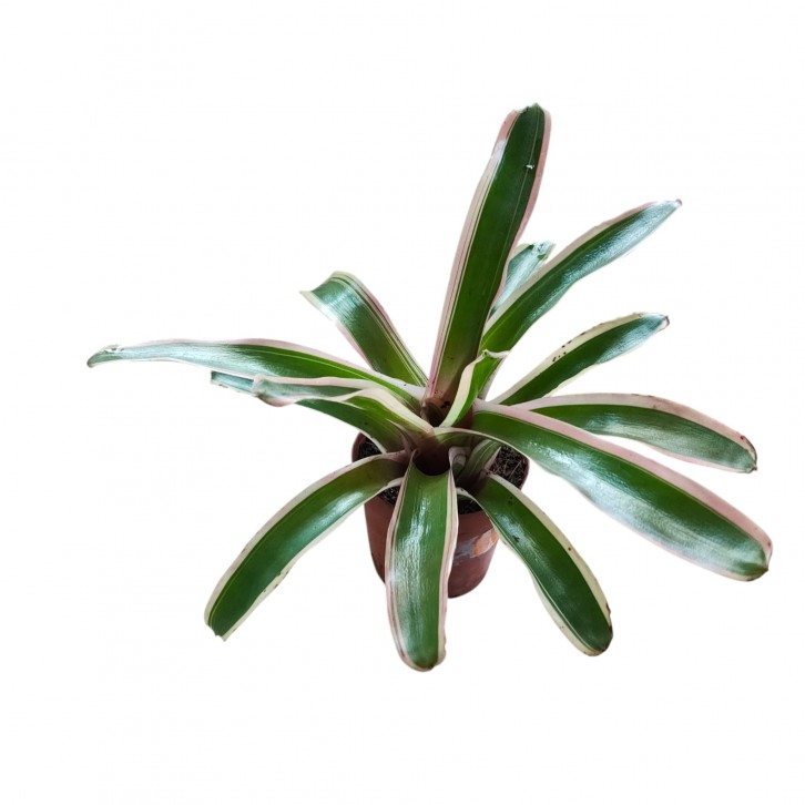 Neoregelia