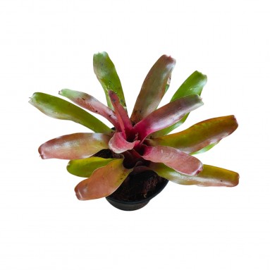 Neoregelia
