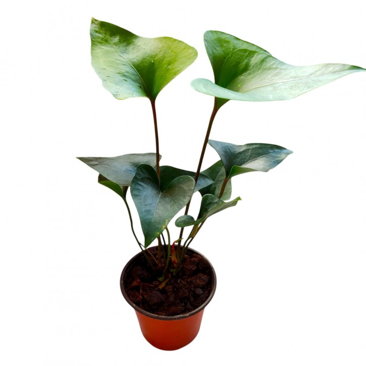 Anthurium Arrow (3035)