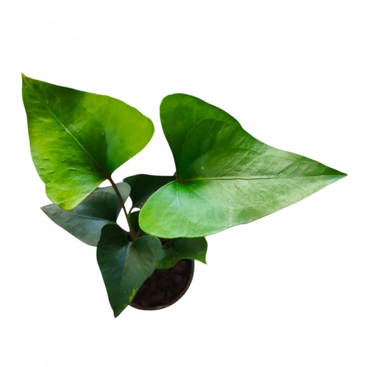 Anthurium Arrow (3035)