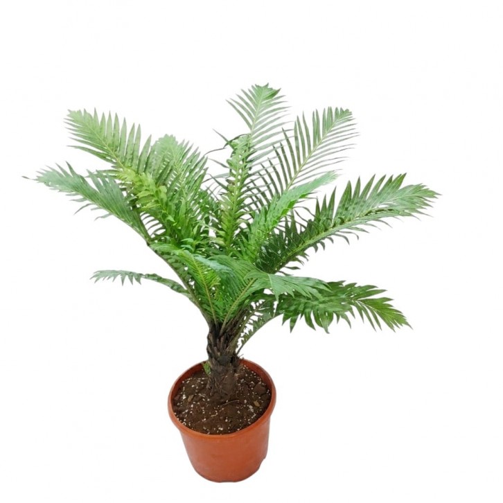 Blechnum Gibbum (Dwarf Tree Fern)