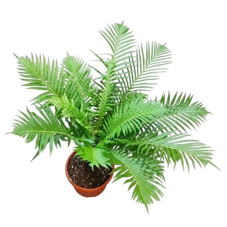 Blechnum Gibbum (Dwarf Tree Fern)