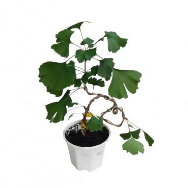 Gingko Biloba (2076)
