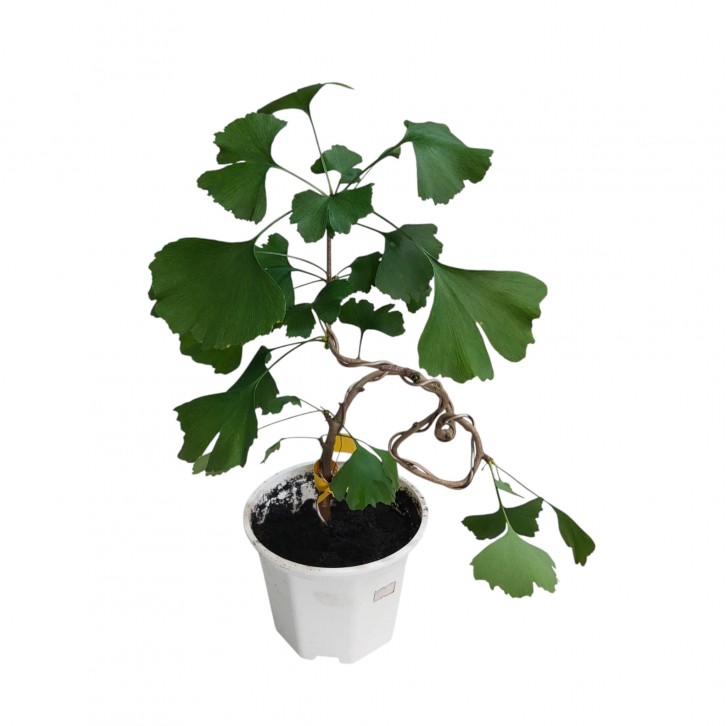 Gingko Biloba (2076)