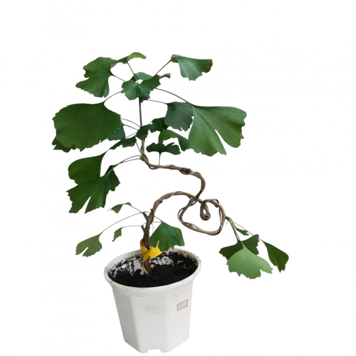 Gingko Biloba (2076)