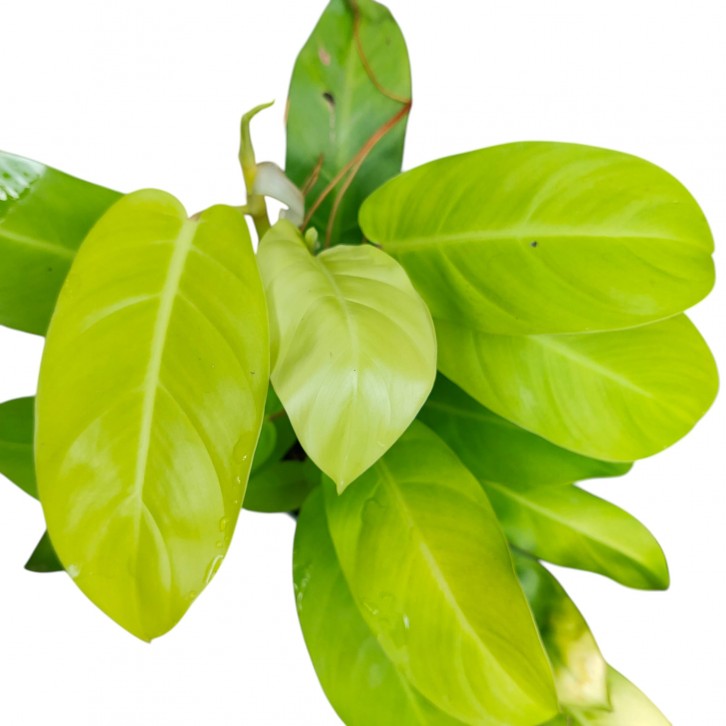 Philodendron Moonlight