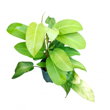 Philodendron Moonlight