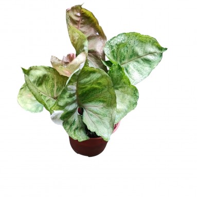 Syngonium Strawberry Ice