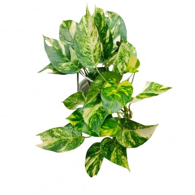Epipremnum pinnatum ‘Golden Flame’