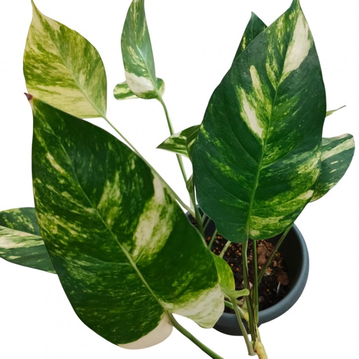 Epipremnum pinnatum ‘Golden Flame’