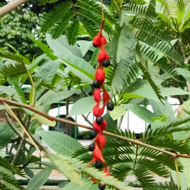 Seeds: Everfresh tree (Pithecellobium confertum)