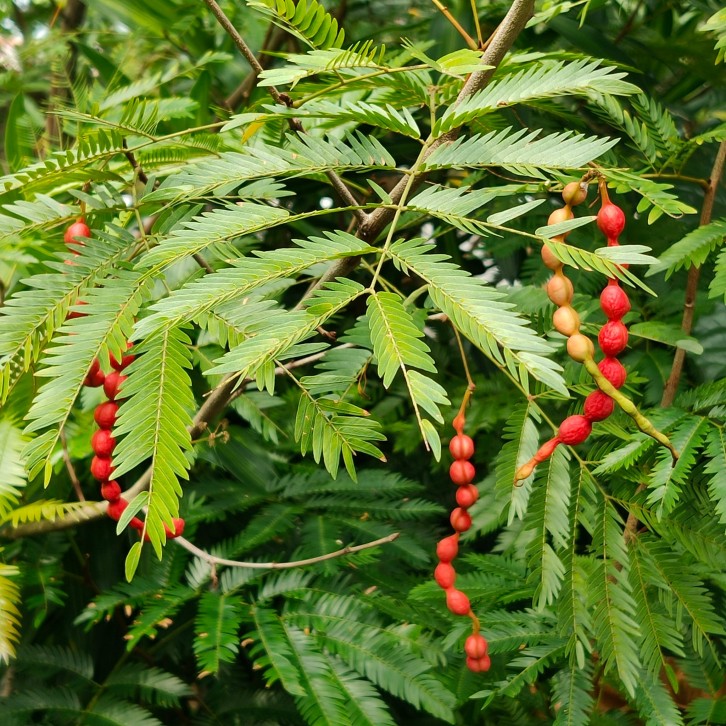 Seeds: Everfresh tree (Pithecellobium confertum)