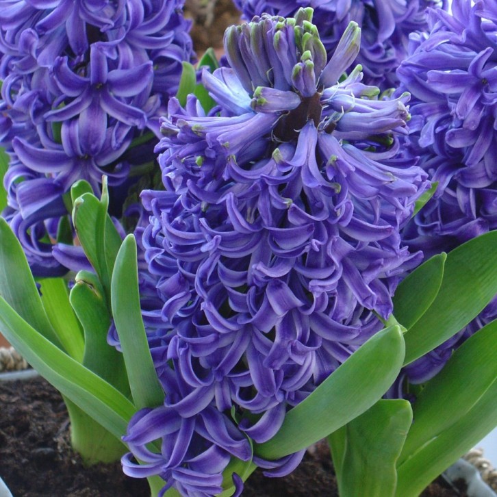 Hyacinthus Blue Pearl