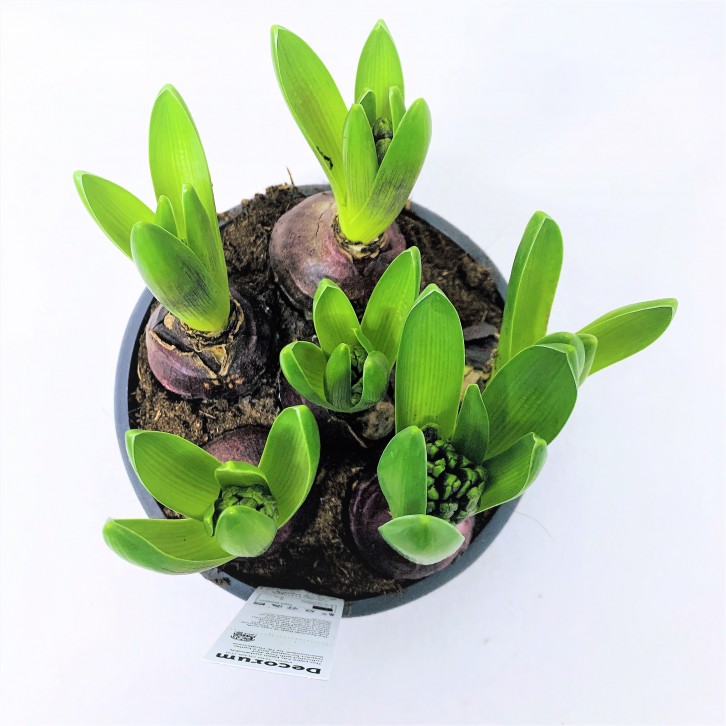 Hyacinthus Blue Pearl