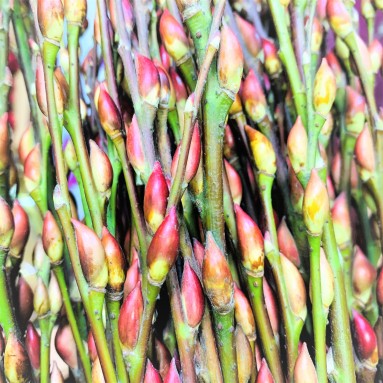 Pussy Willow (Unpeeled)