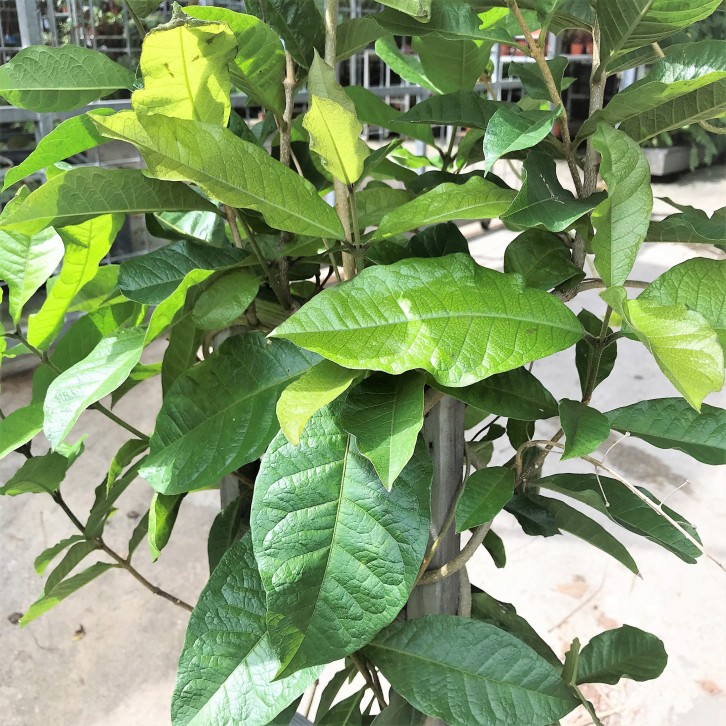 Sandpaper Vine (Petrea Volubilis)