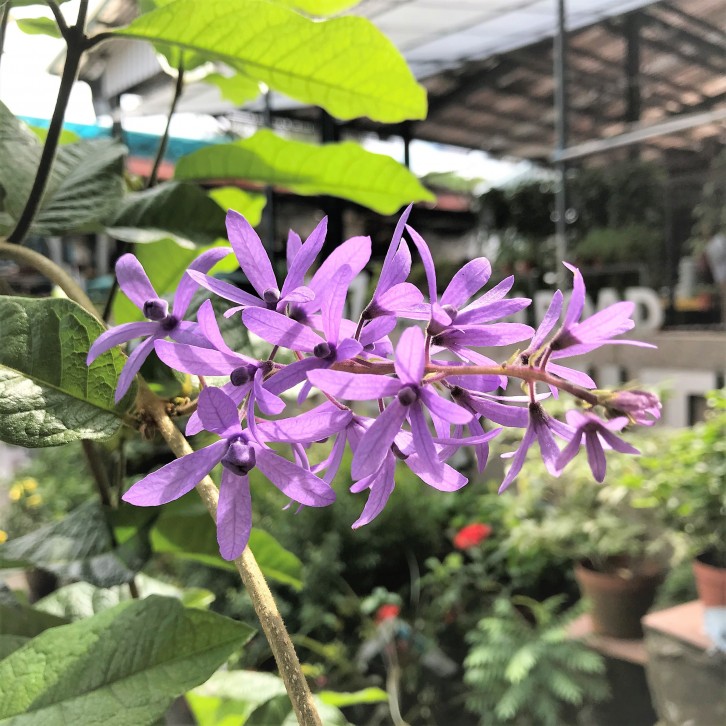 Sandpaper Vine (Petrea Volubilis)