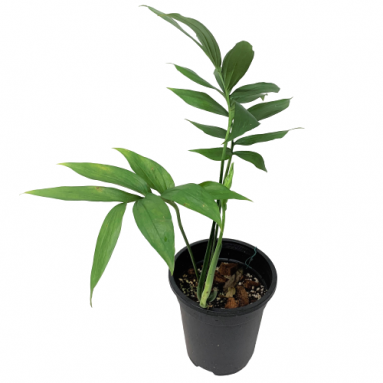 Monstera Subpinnata