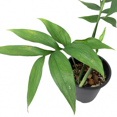 Monstera Subpinnata