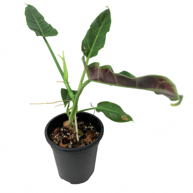 Philodendron subhastatum