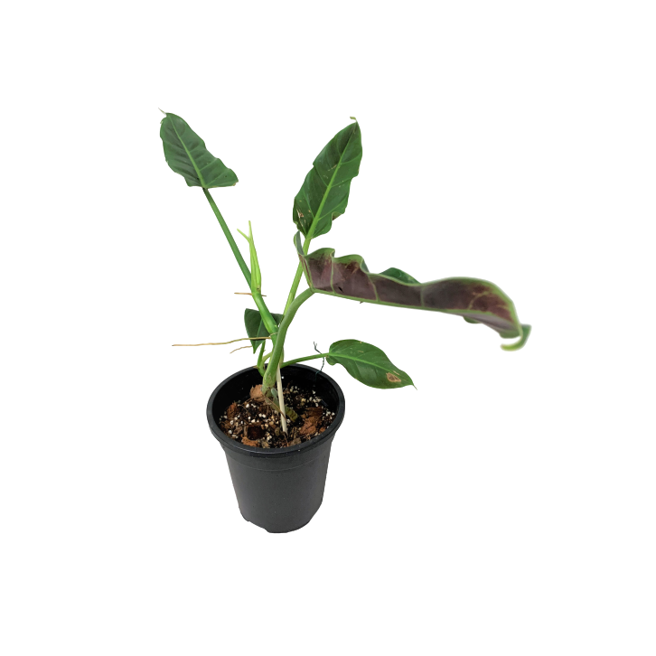 Philodendron subhastatum