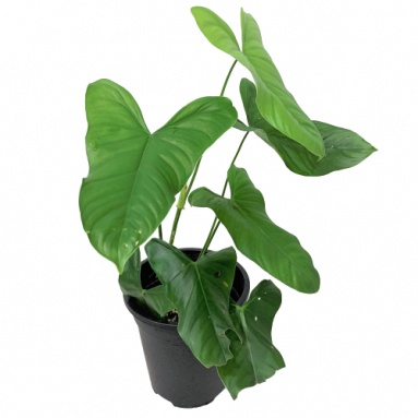 Philodendron Oxapapense Aff