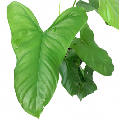 Philodendron Oxapapense Aff