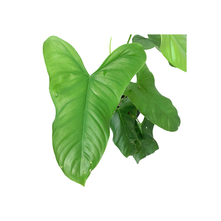 Philodendron Oxapapense Aff