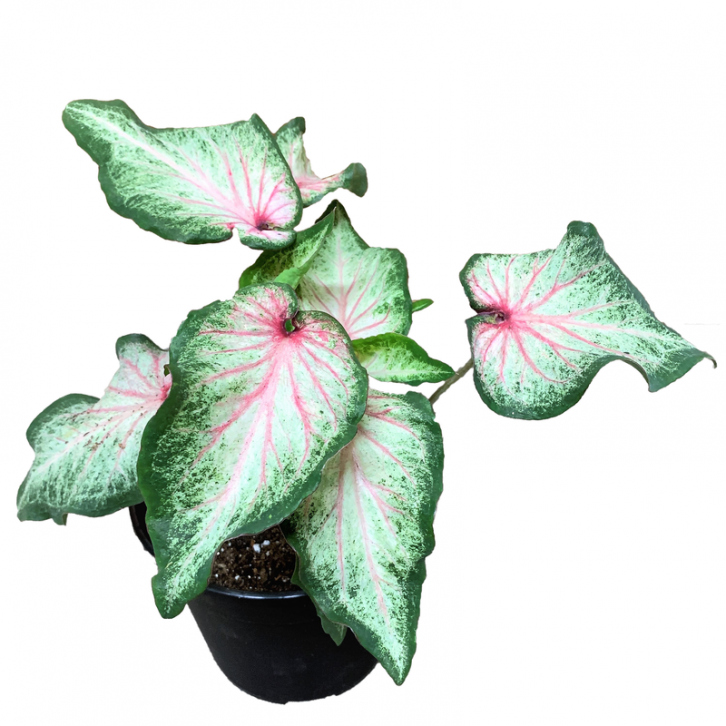 Caladium White Star
