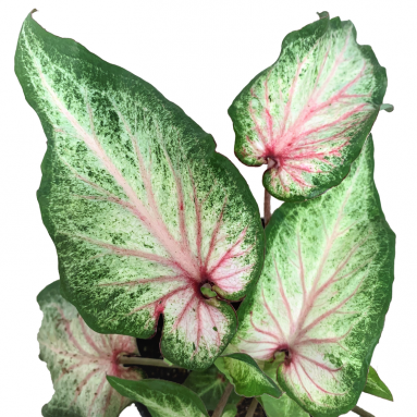 Caladium White Star