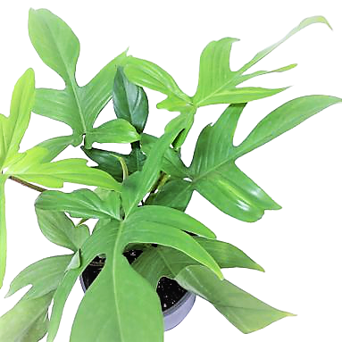 Philodendron Florida Ghost