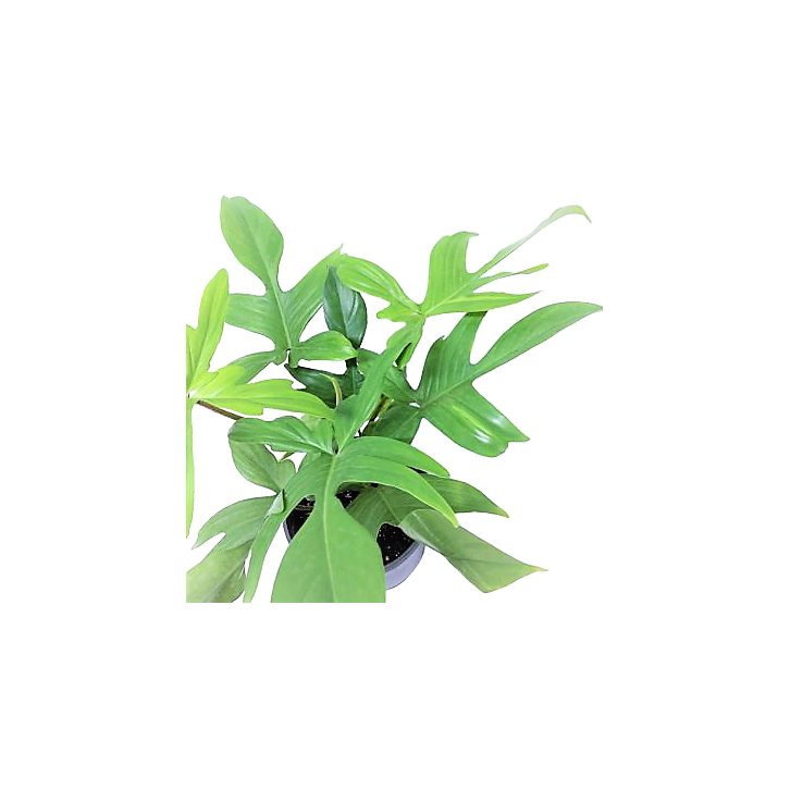 Philodendron Florida Ghost