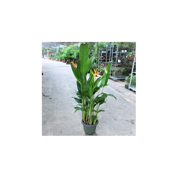 Heliconia (Parrot Beak Plant)