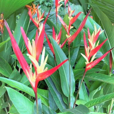 Heliconia (Parrot Beak Plant)
