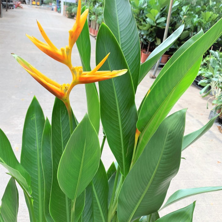 Heliconia (Parrot Beak Plant)