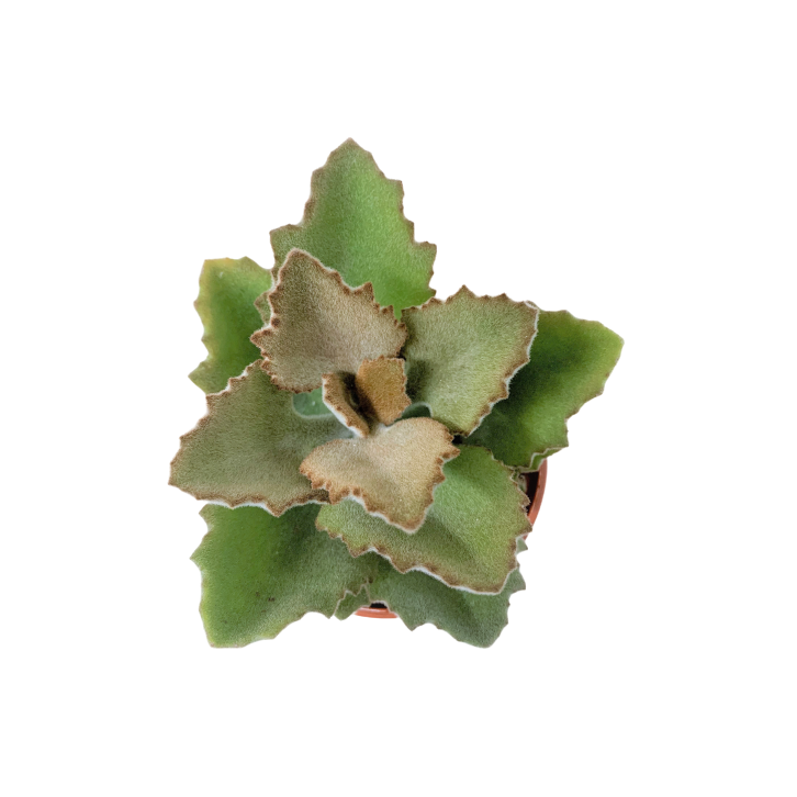Kalanchoe beharensis 'Fang' (Felt Plant)