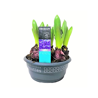 Hyacinthus Blue Pearl