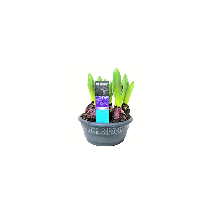 Hyacinthus Blue Pearl