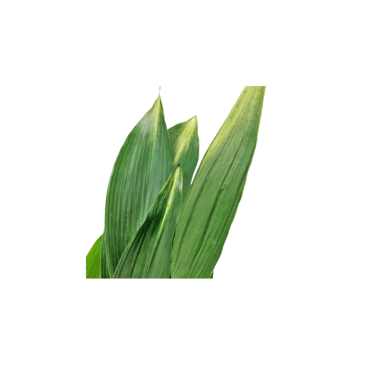 Aspidistra Elatior (Cast Iron Plant)