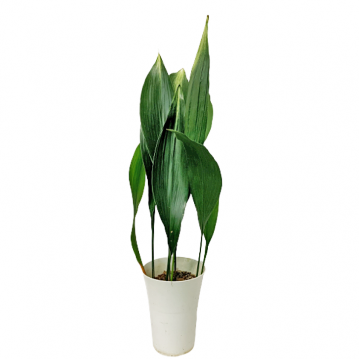 Aspidistra Elatior (Cast Iron Plant)