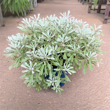 Crossostephium Chinense 芙蓉菊 (Chinese Wormwood)